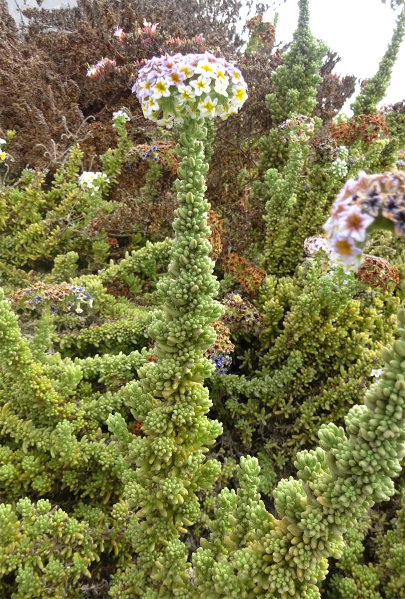 Image of Heliotropium pycnophyllum specimen.