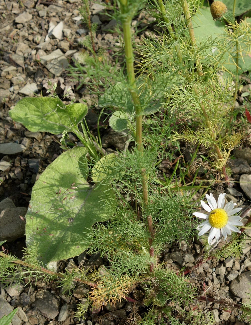 Image of Tripleurospermum inodorum specimen.