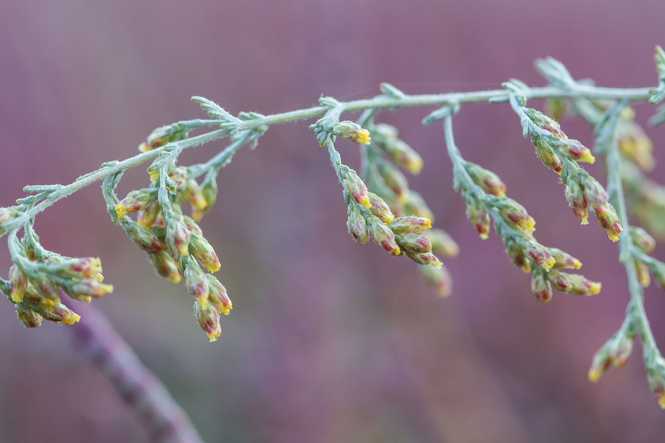 Image of Artemisia santonicum specimen.