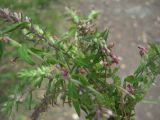 Odontites vulgaris