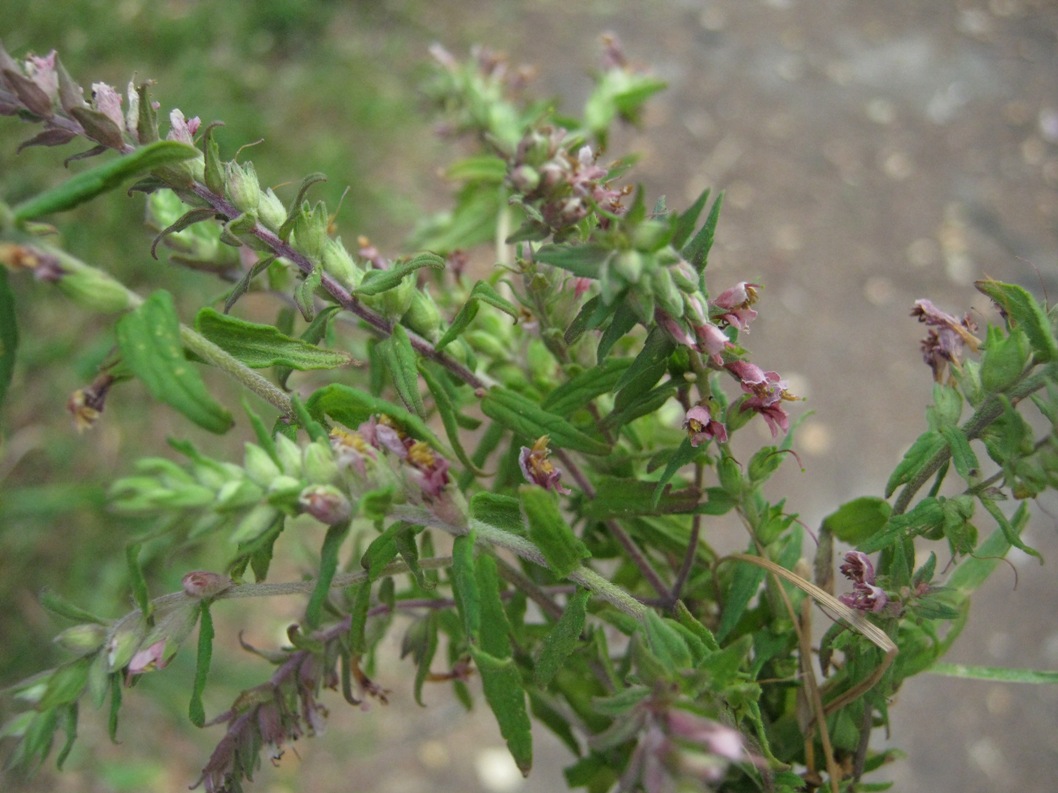 Image of Odontites vulgaris specimen.