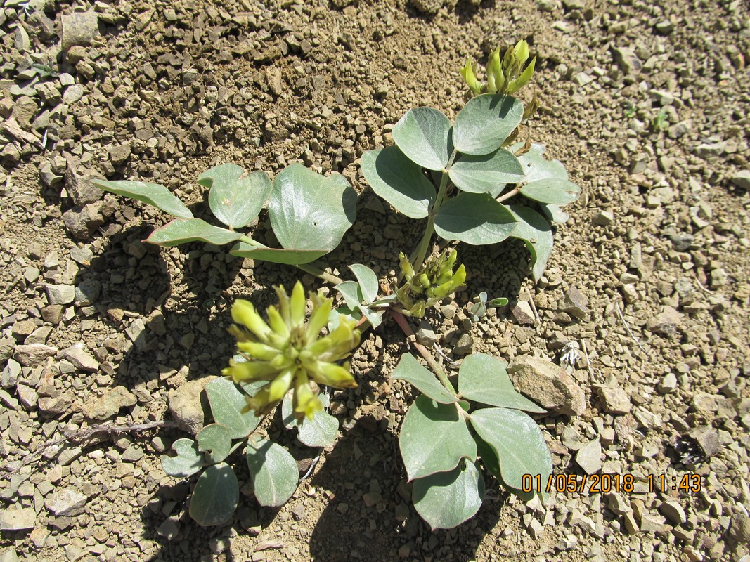 Image of Astragalus candolleanus specimen.