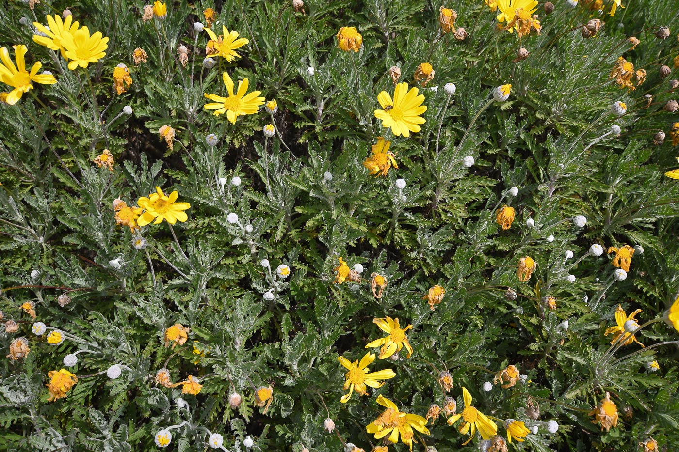 Изображение особи Euryops pectinatus.