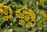 Bupleurum fruticosum. Соцветия с кормящимися насекомыми. Крым, Южный Берег, пгт Партенит, ЛОК \"Айвазовское\", в культуре. 03.08.2017.