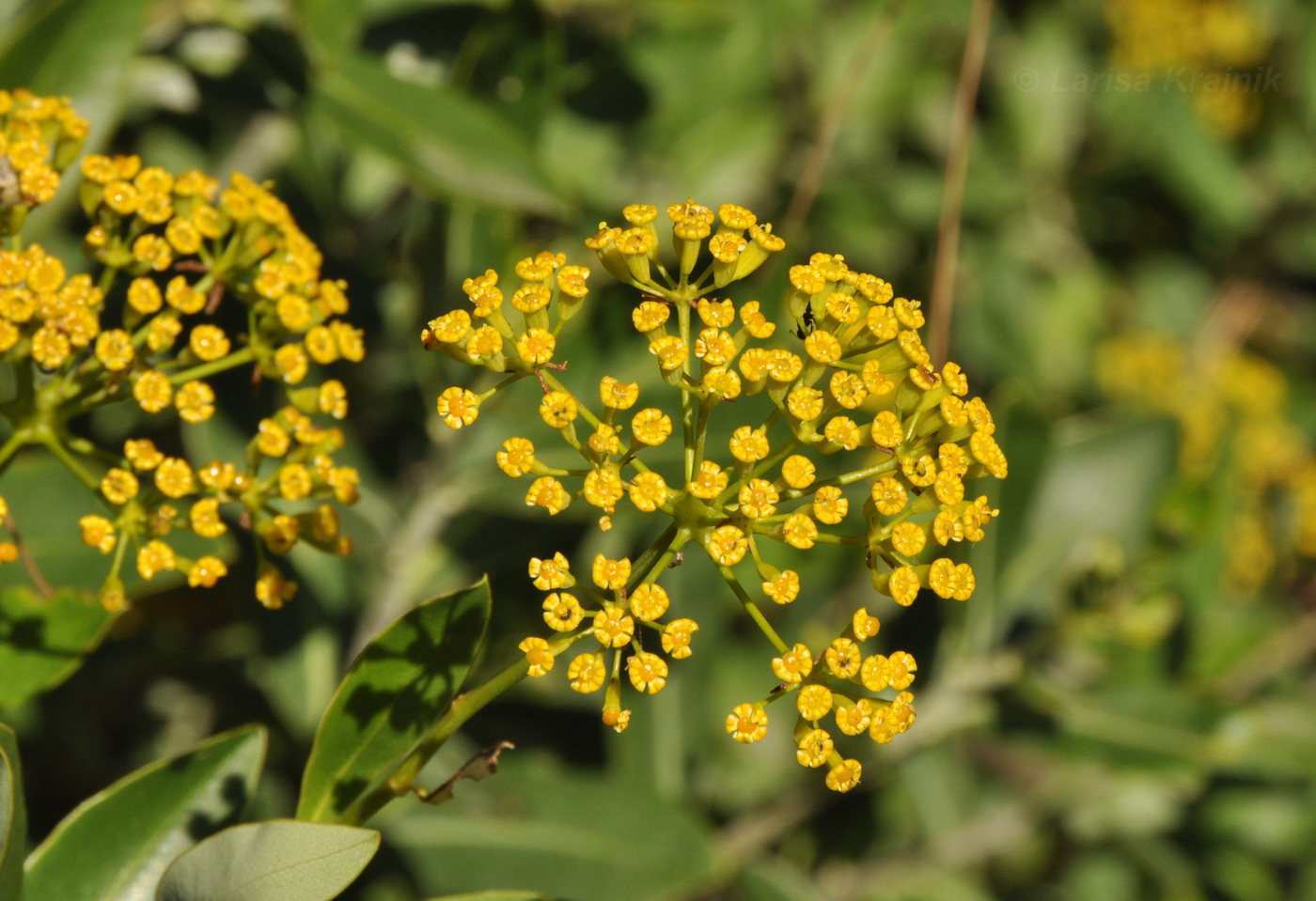 Изображение особи Bupleurum fruticosum.