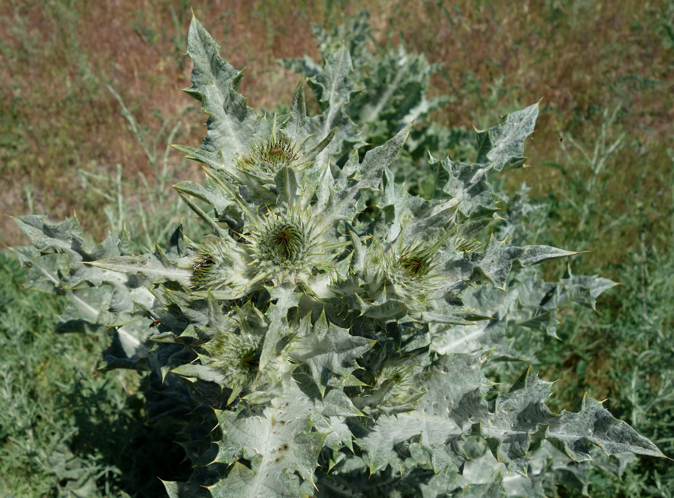 Image of Onopordum acanthium specimen.