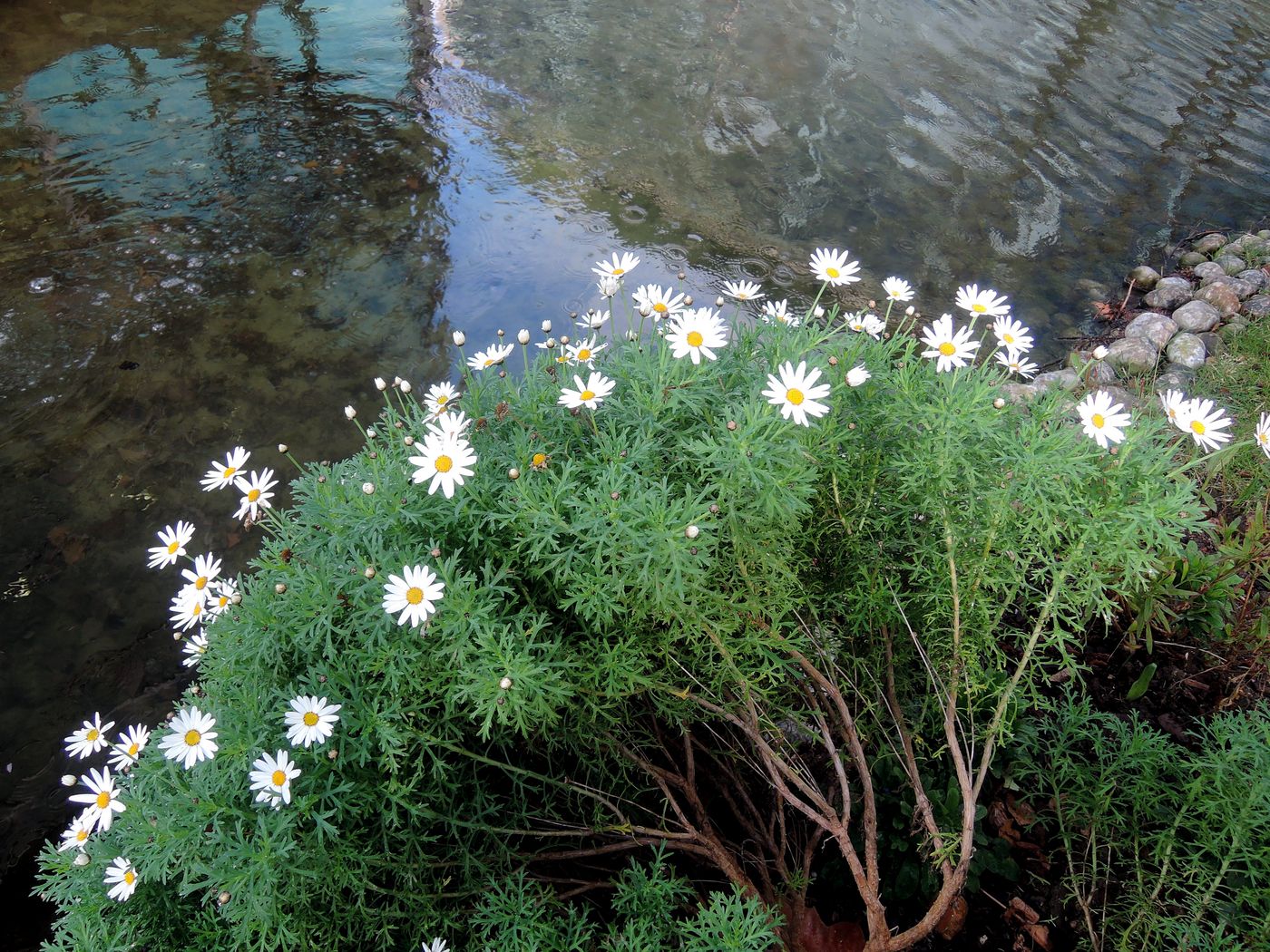 Image of Argyranthemum frutescens specimen.