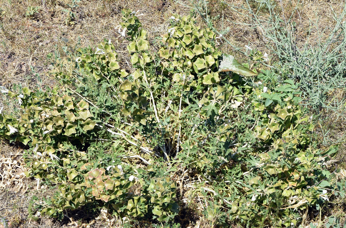 Image of Lagochilus platycalyx specimen.