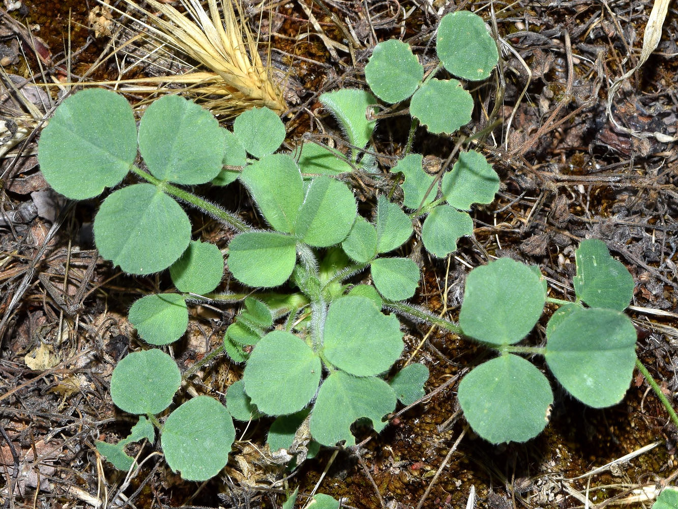 Изображение особи Medicago lupulina.