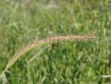 Hordeum bulbosum