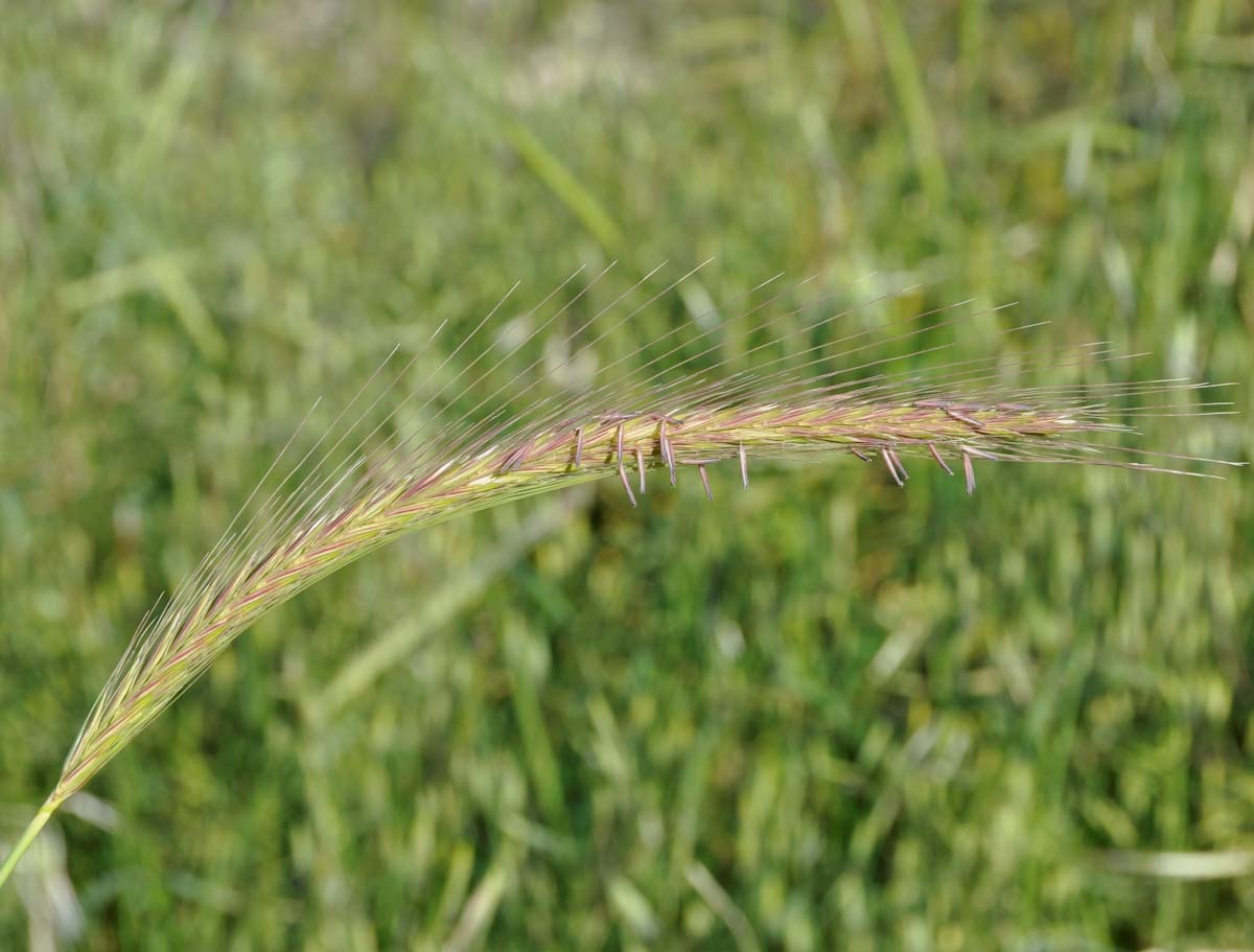 Image of Hordeum bulbosum specimen.