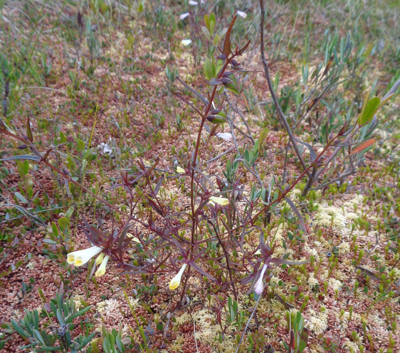 Image of Melampyrum pratense specimen.