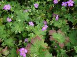 Geranium wlassovianum. Побеги с цветками и завязывающимися плодами. Приморский край, Владивостокский ГО, Ботанический сад. 24.08.2019.