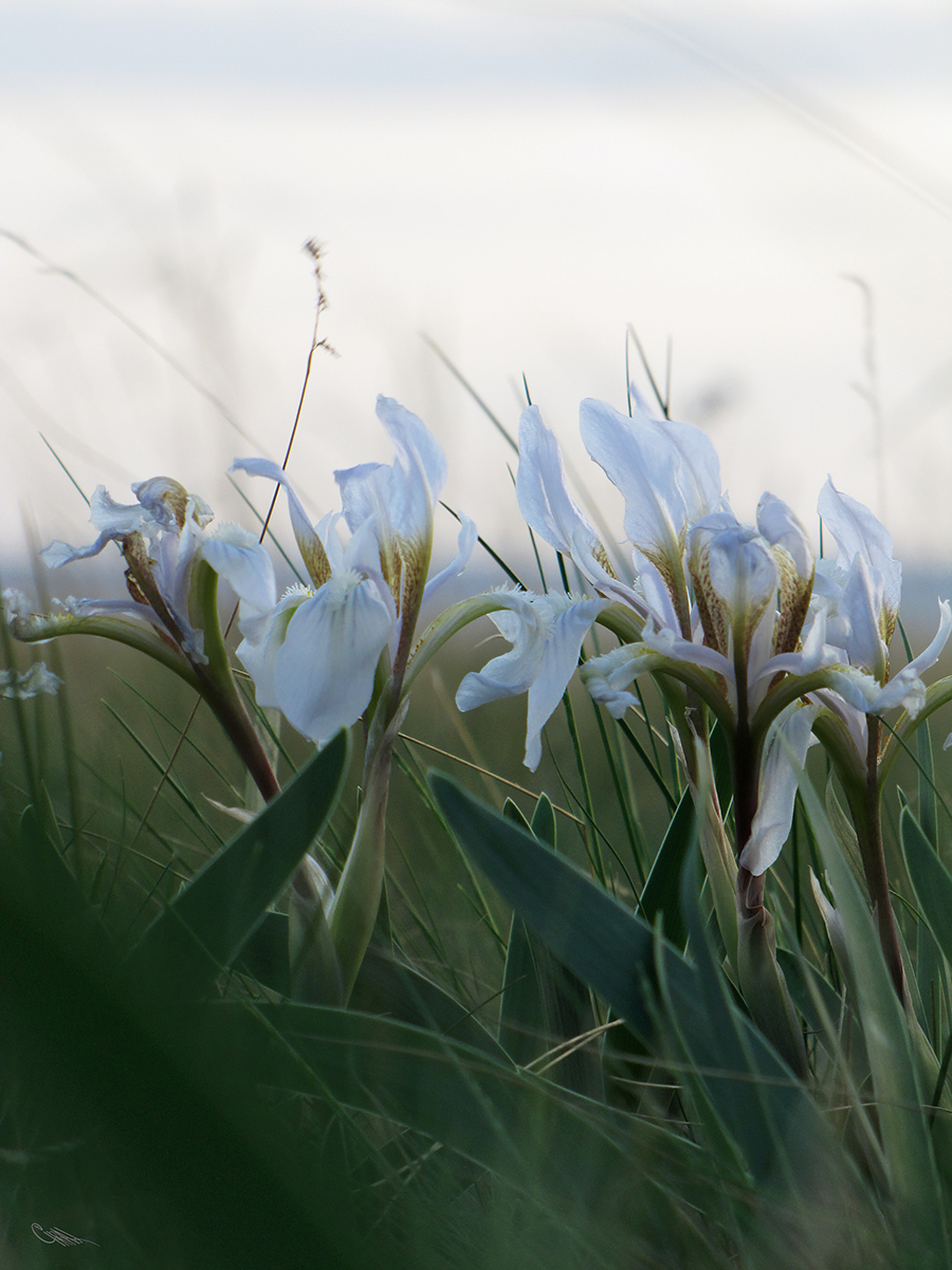 Изображение особи Iris scariosa.