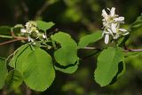 Amelanchier alnifolia