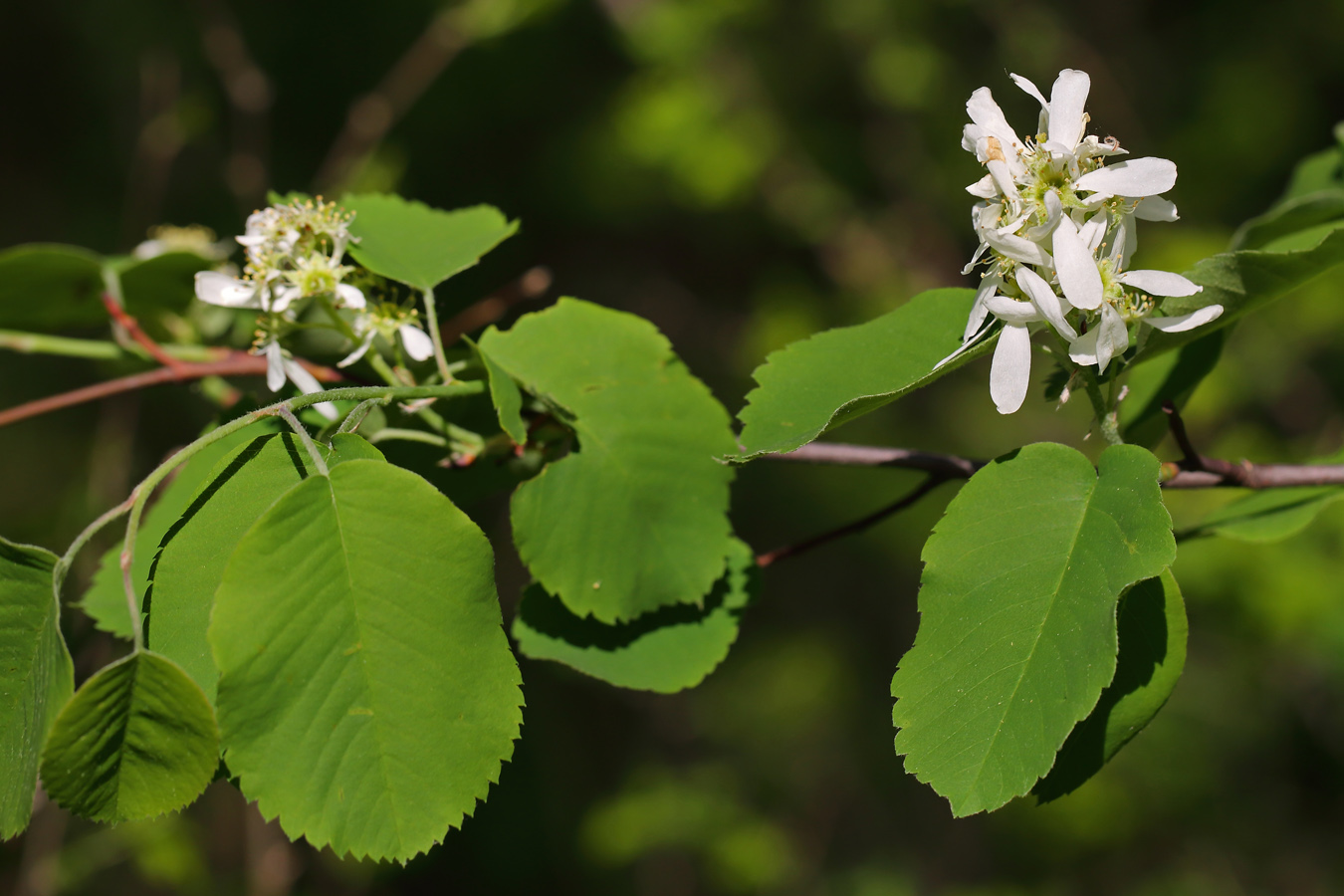 Image of Amelanchier alnifolia specimen.