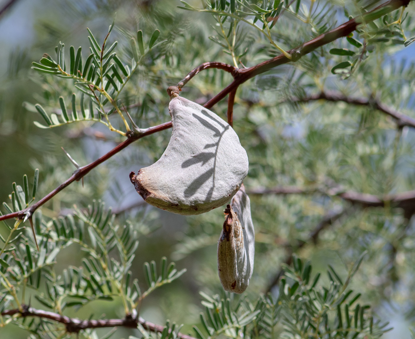 Изображение особи Vachellia erioloba.