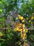 Berberis vulgaris form atropurpurea