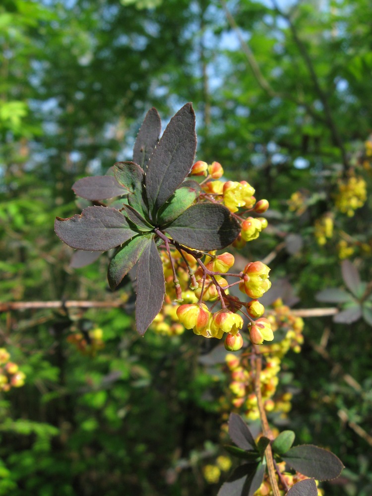 Image of Berberis vulgaris f. atropurpurea specimen.