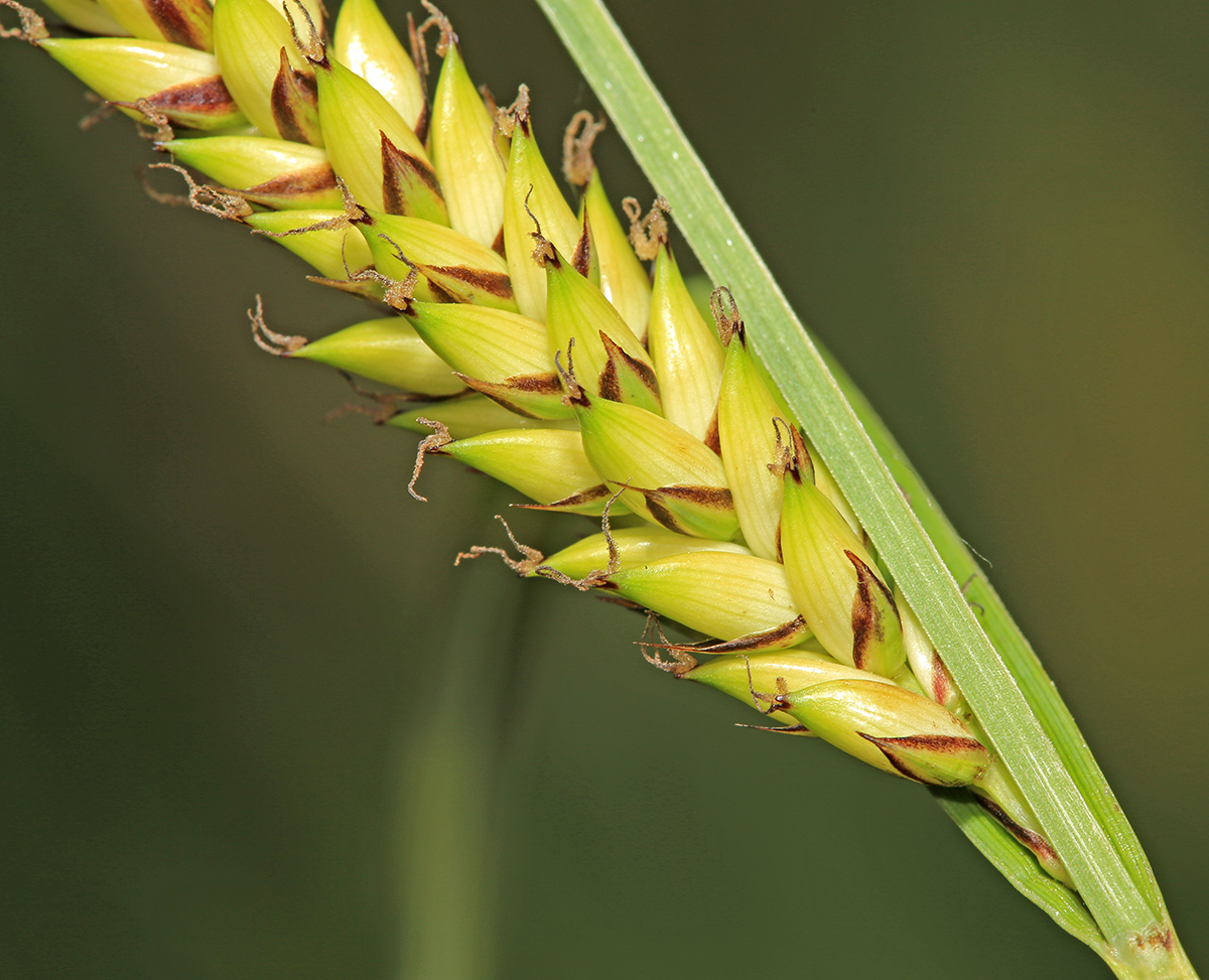 Изображение особи Carex rugulosa.