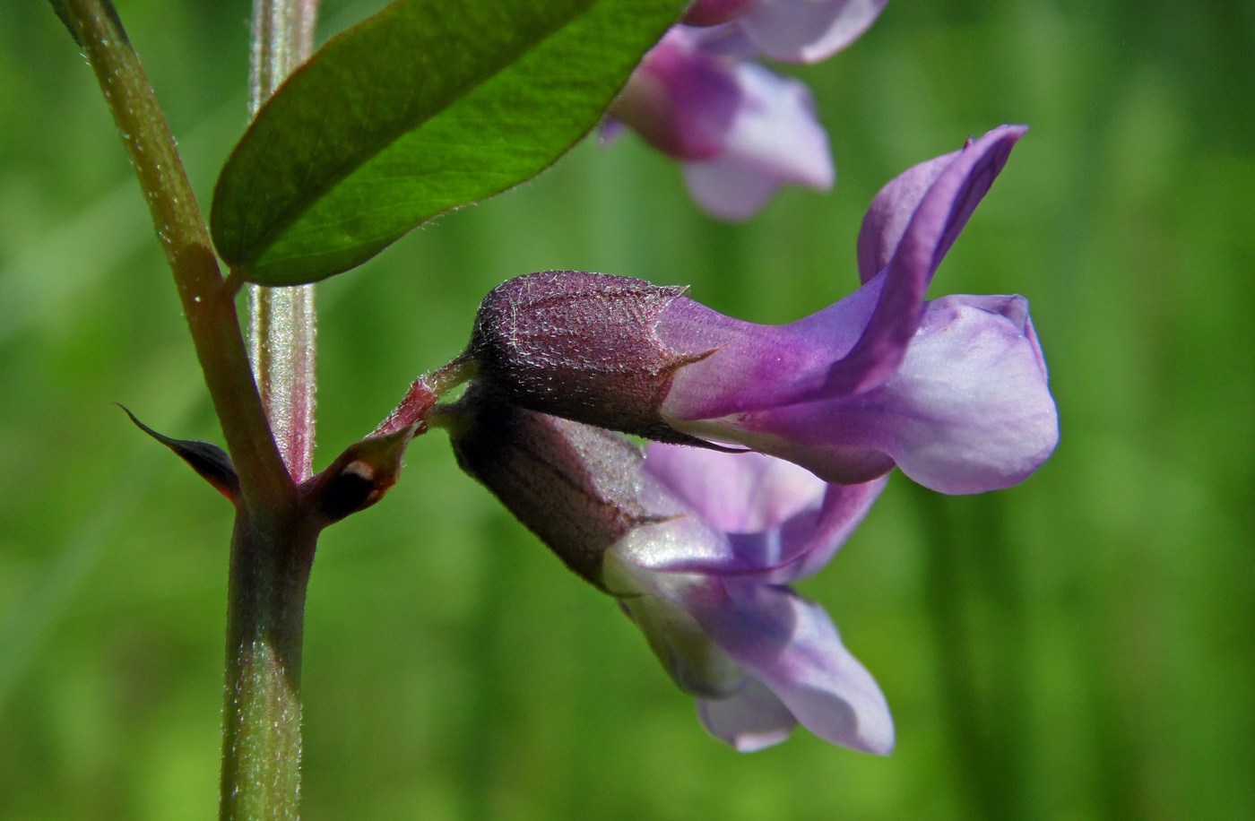 Image of Vicia sepium specimen.