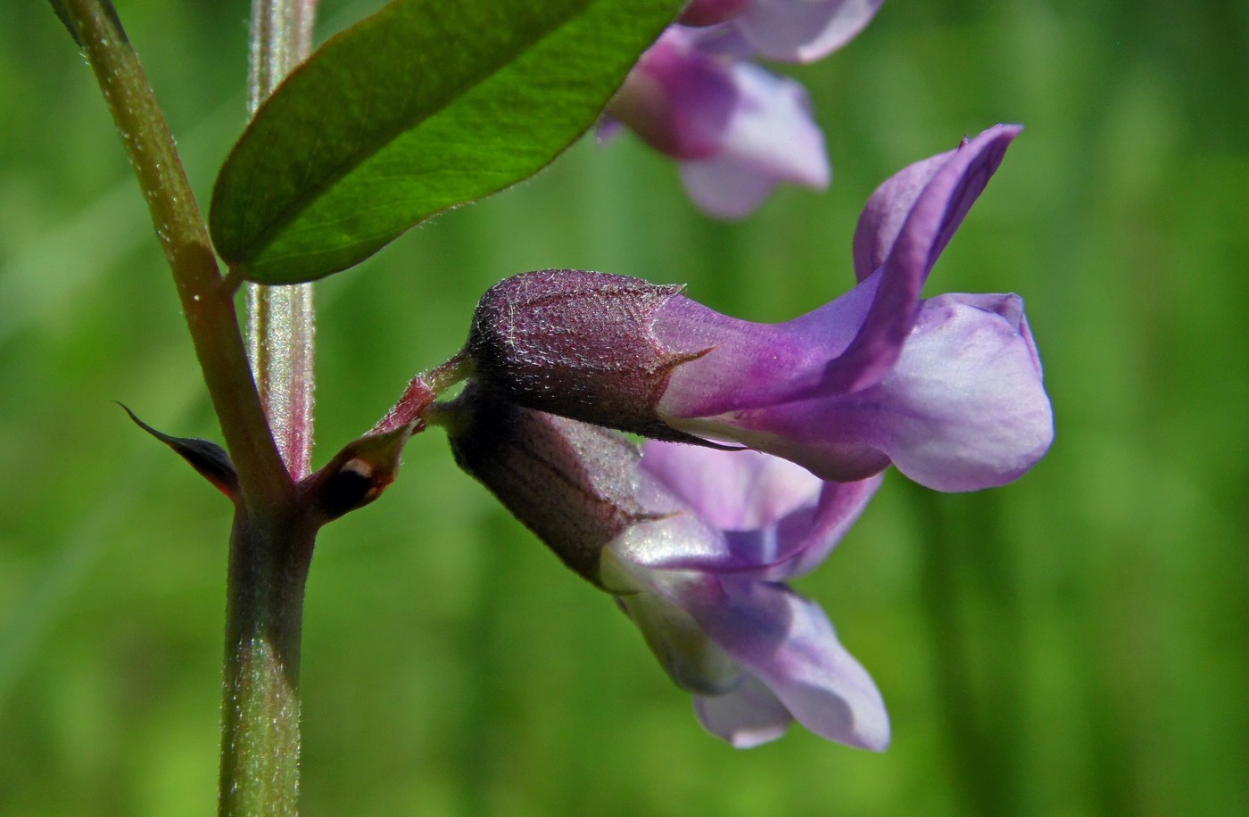 Изображение особи Vicia sepium.