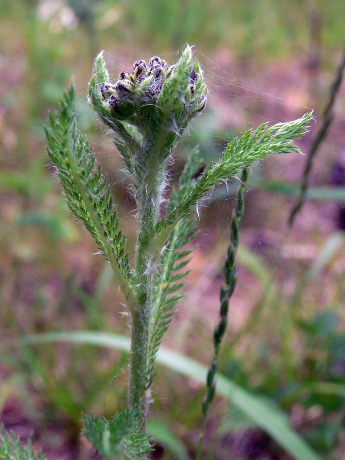 Изображение особи Achillea nigrescens.