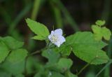 Rubus caesius