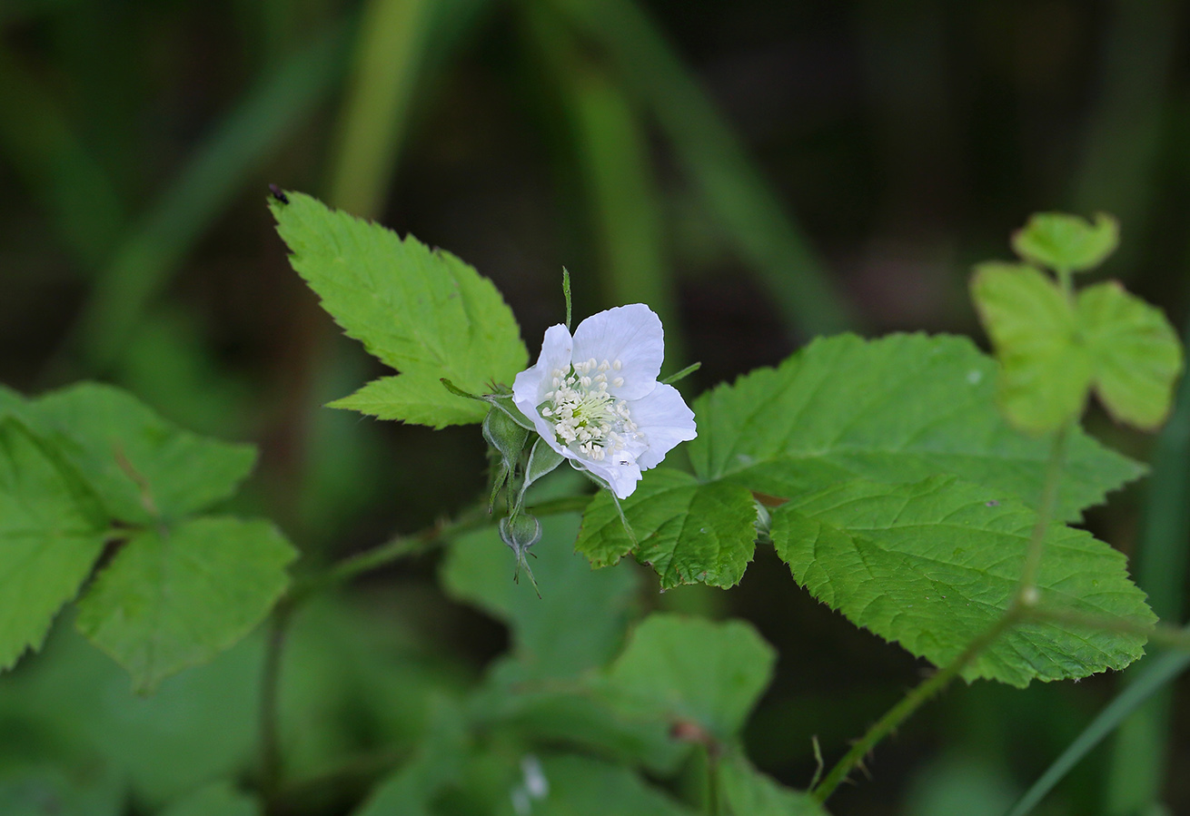 Image of Rubus caesius specimen.