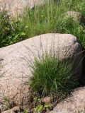 Festuca arenaria. Растение с соцветиями. Ленинградская обл., Ломоносовский р-н, окр. Шепелёвского маяка; п-ов Каравалдай, берег Финского залива, каменистый приморский луг. 12.06.2020.
