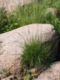 Festuca arenaria