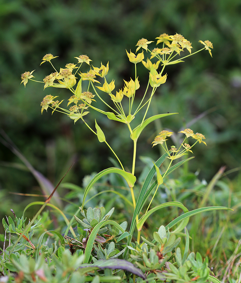 Изображение особи Bupleurum euphorbioides.