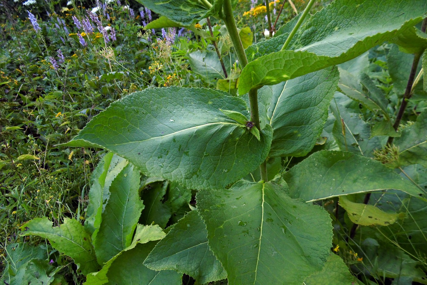 Image of Inula magnifica specimen.