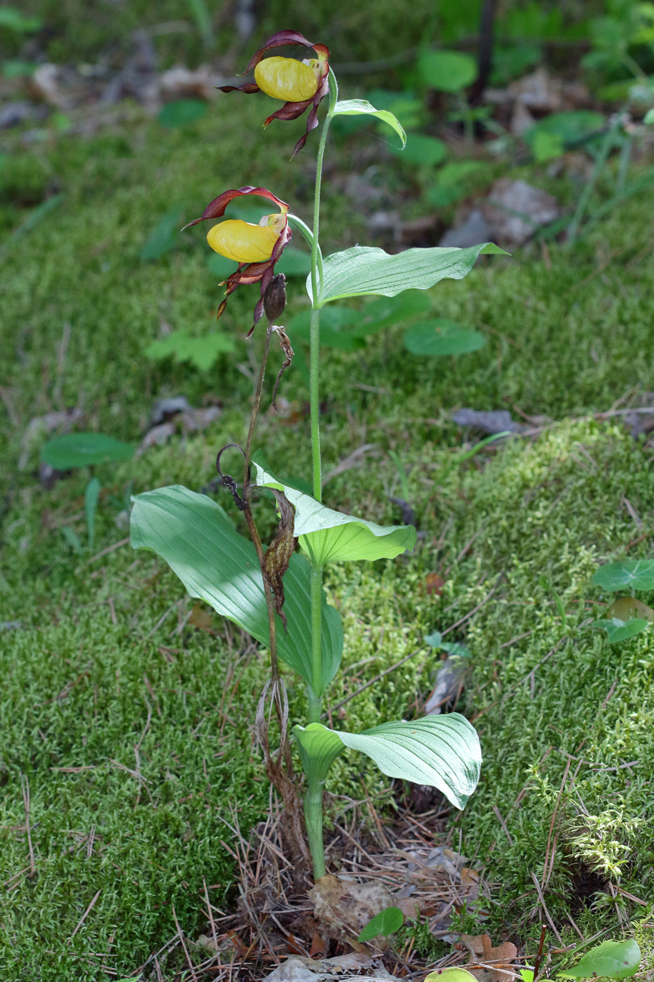 Изображение особи Cypripedium calceolus.