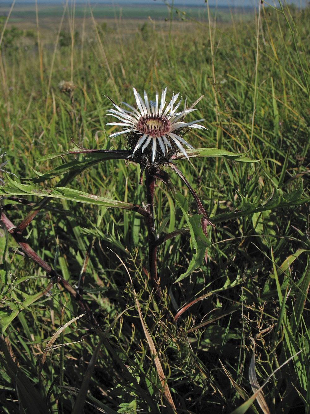 Изображение особи Carlina cirsioides.