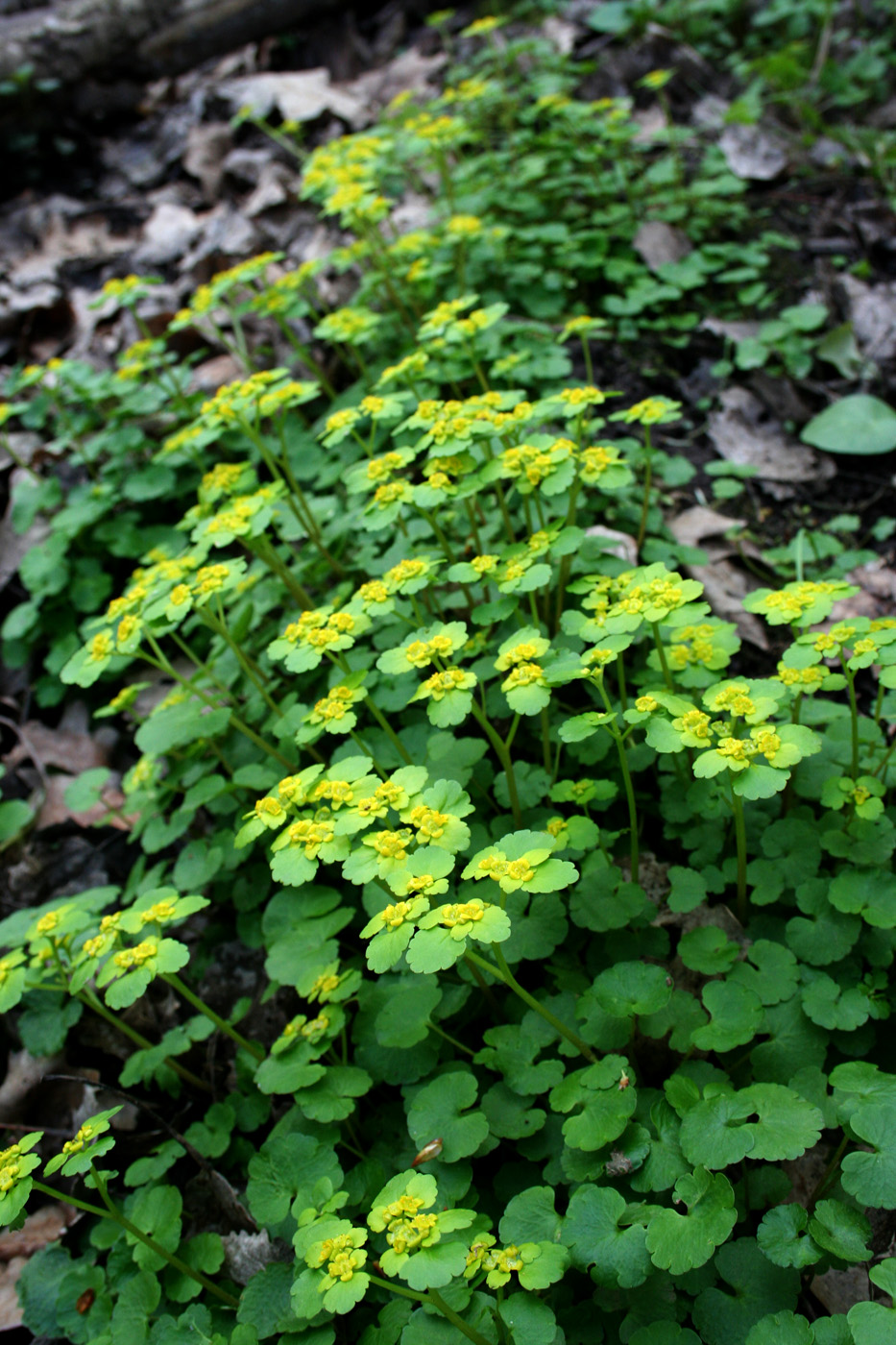 Изображение особи Chrysosplenium alternifolium.