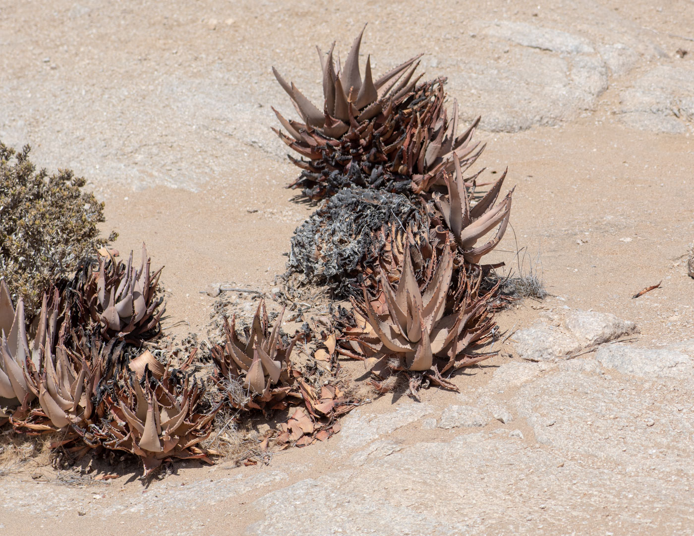 Image of Aloe asperifolia specimen.