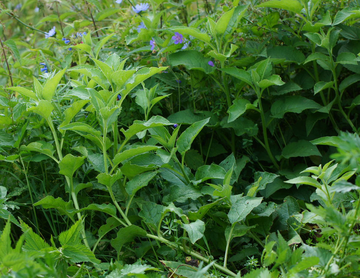 Изображение особи Symphytum asperum.