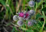 Arctium tomentosum. Соцветия. Челябинская обл., Карабашский гор. округ, окр. пос. Сактаево, берег р. Миасс, окраина луга. 26.07.2020.