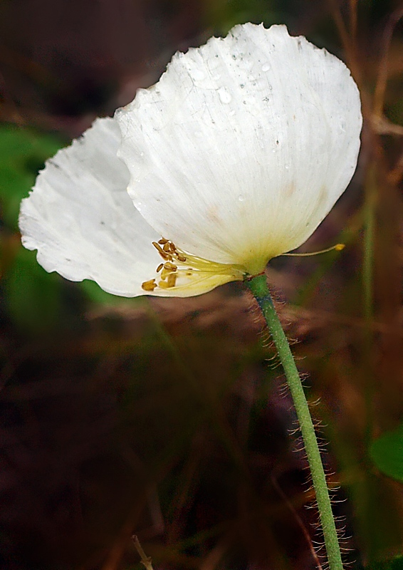 Image of Papaver amurense specimen.