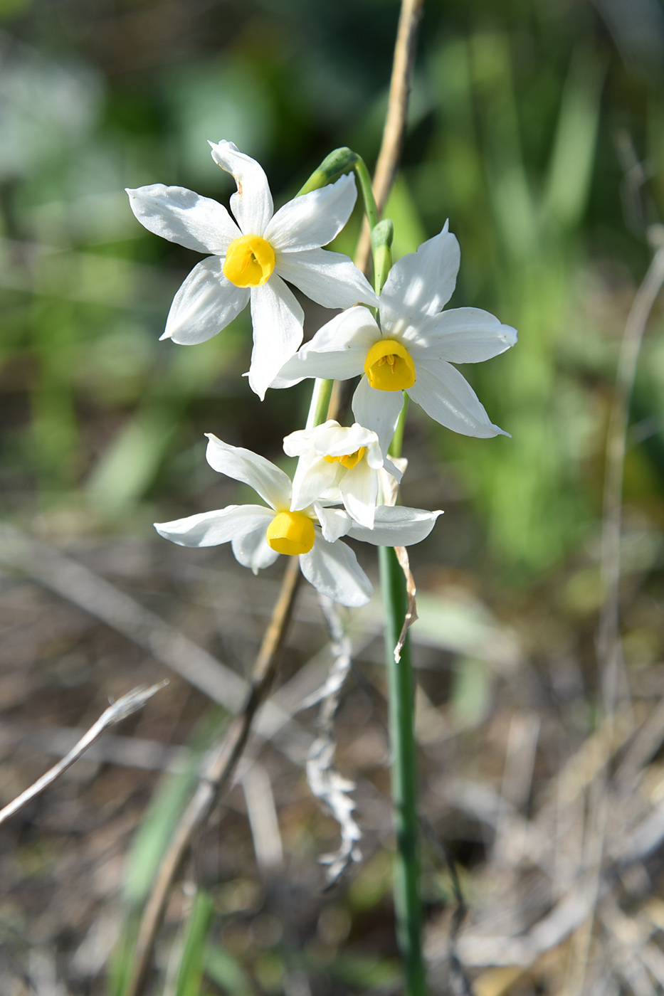 Image of Narcissus tazetta specimen.