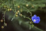 Linum austriacum