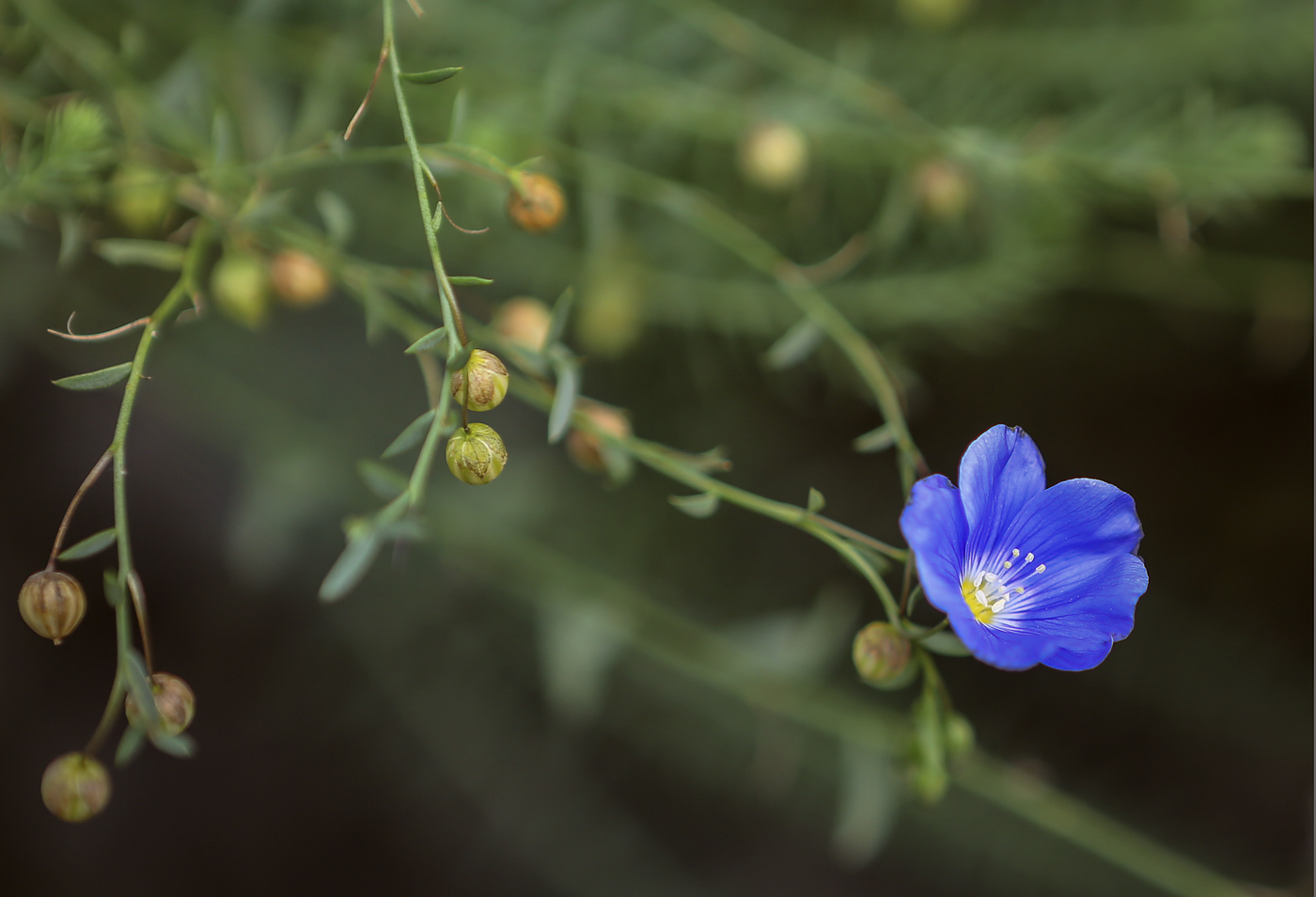 Изображение особи Linum austriacum.