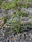 Cyperus rotundus