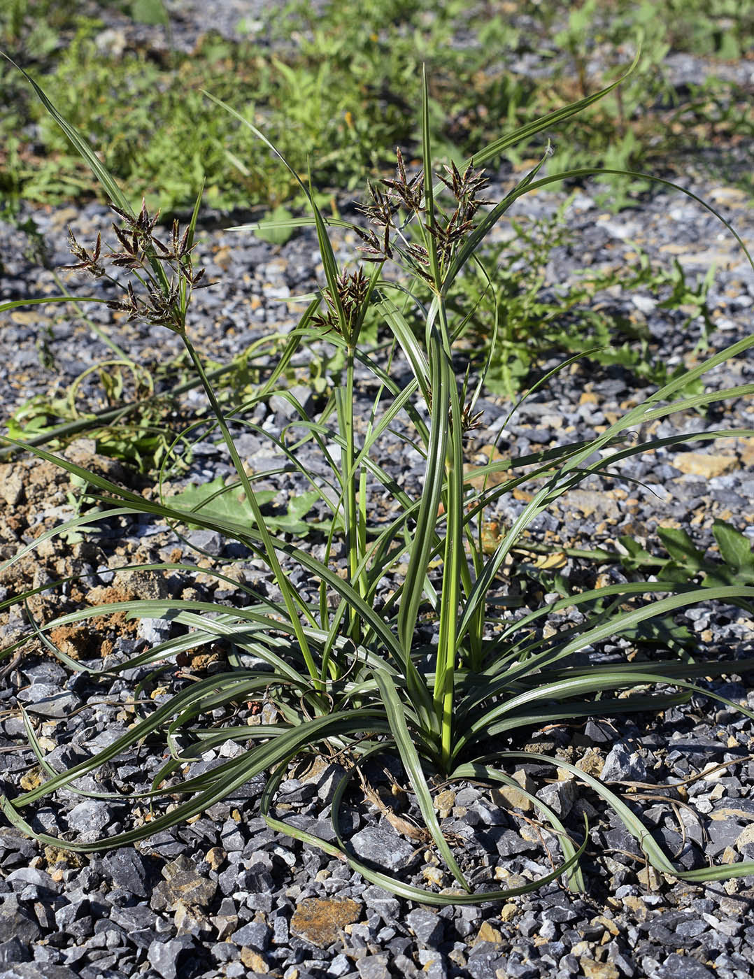 Изображение особи Cyperus rotundus.