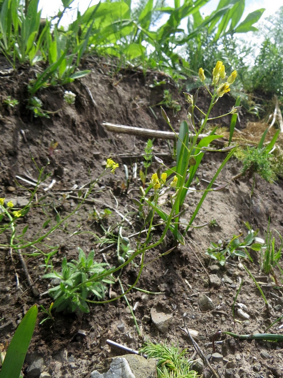 Image of Draba olgae specimen.