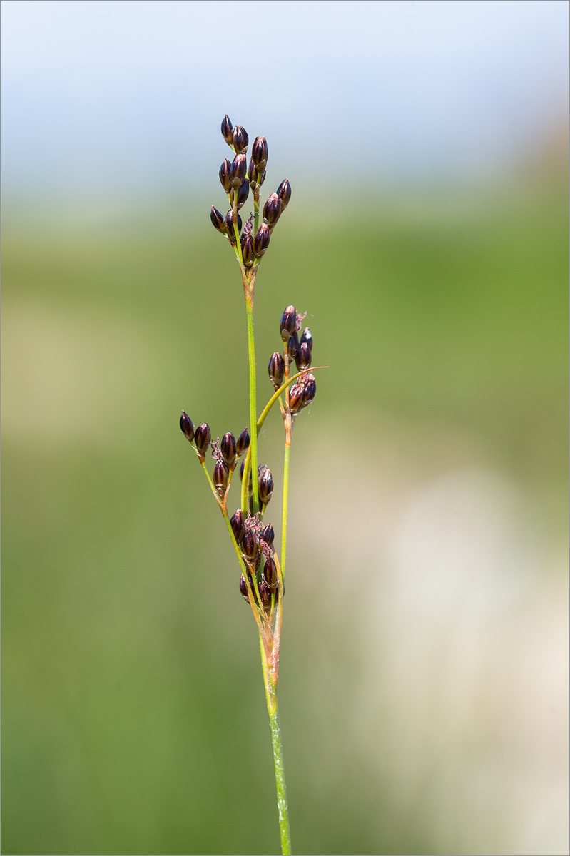 Image of Juncus gerardi specimen.