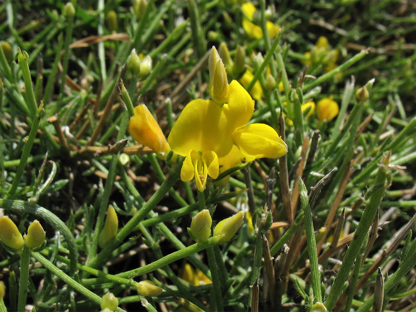 Image of Genista acanthoclada specimen.