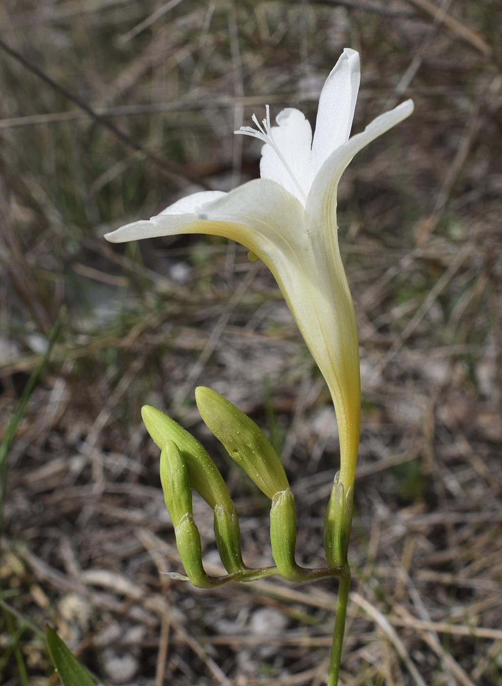 Image of Freesia refracta specimen.