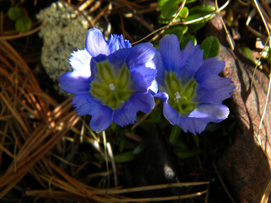 Image of Gentiana grandiflora specimen.